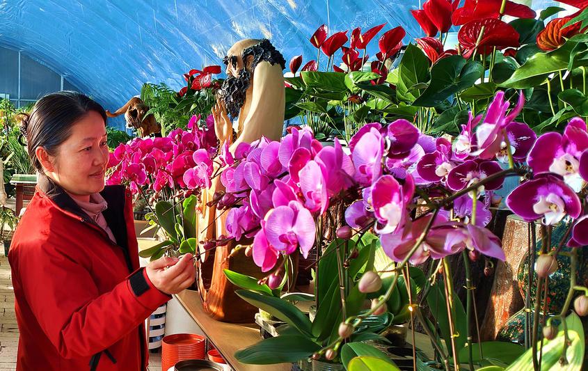 新疆察布查尔县花卉经济绽放冬日活力