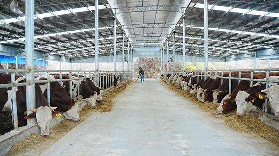 宽敞明亮的圈舍。吴念 摄