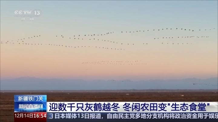 新疆铁门关：迎数千只灰鹤越冬 冬闲农田变“生态食堂”