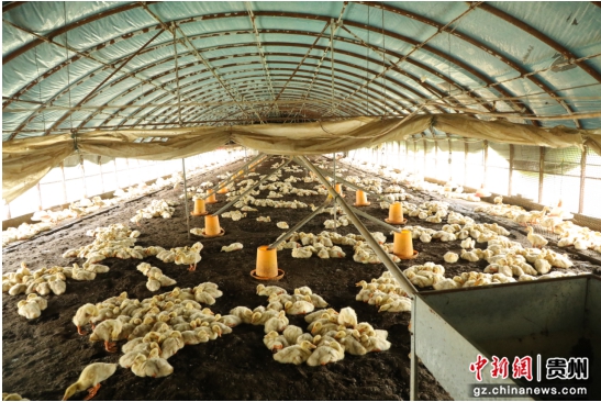 王进德的养殖大棚。