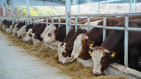 肉牛在进食。吴念 摄