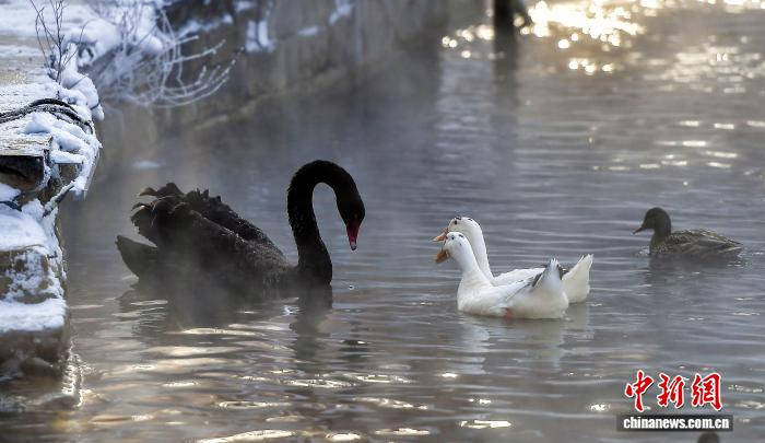 黑天鹅“落户”乌鲁木齐城市公园