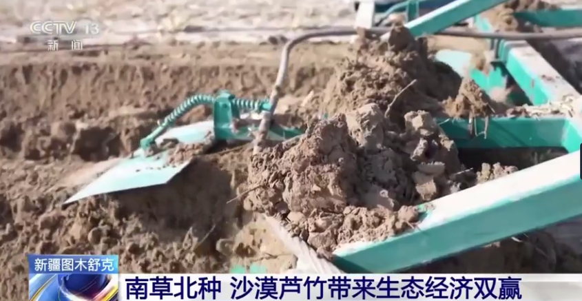 新疆图木舒克：南草北种 沙漠芦竹带来生态经济双赢