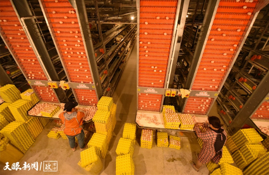 松桃圣罗兰农业科技有限公司智能化孵化中心,工人正在采集鸡蛋。(受访者供图) 松桃圣罗兰农业科技有限公司智能化孵化中心,工人正在采集鸡蛋。(受访者供图)