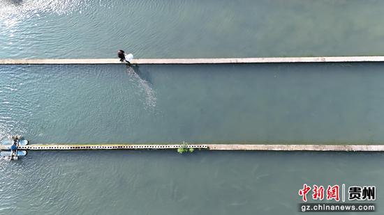 基地管理员正在给鲟鱼喂食。吴祥华 摄 基地管理员正在给鲟鱼喂食。吴祥华 摄