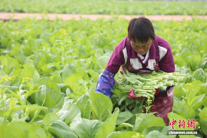 广西贵港：初冬田畴绿 蔬菜采收忙