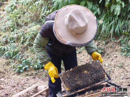 尖山村蜂农打开蜂箱采收蜂蜜。 尖山村蜂农打开蜂箱采收蜂蜜。