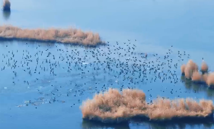 洛浦县多鲁镇博斯坦村马木提湖野鸭翩跹生态美