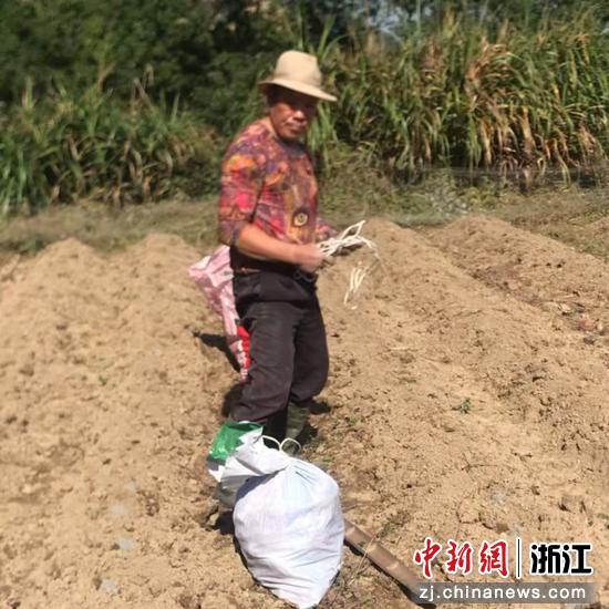 “番薯爷爷”余督庆生前在挖番薯。&nbsp;鳌江镇&nbsp;供图