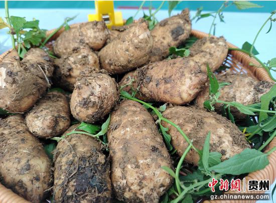 资料图:赫章天麻 资料图:赫章天麻