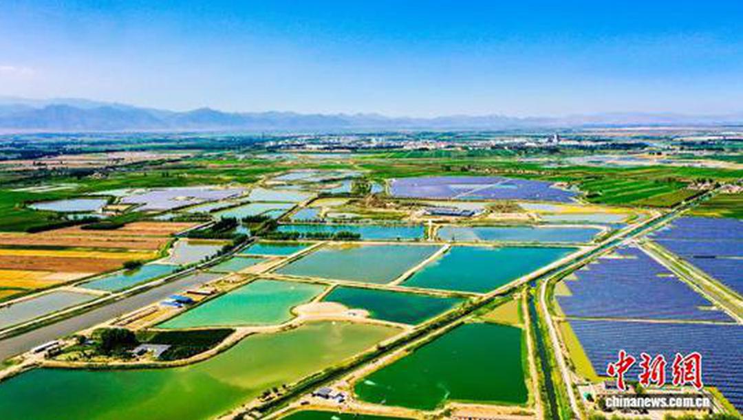 宁夏贺兰：盐碱地起渔潮 生态“鲜”货闯市场