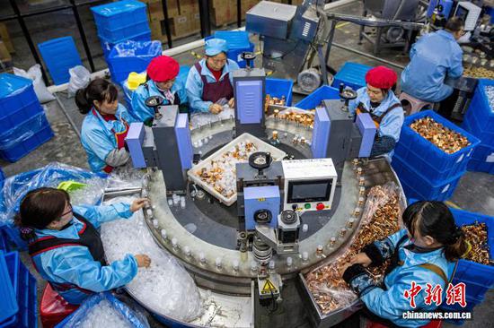 12月17日,工人在贵州省毕节市金沙县经济开发区一家白酒包装企业车间生产线上作业。近年来,金沙县出台优惠政策,引进东部地区一批劳动密集型企业入驻该县经济开发区,持续优化营商环境,推动民营经济高质量发展。史开心 摄 12月17日,工人在贵州省毕节市金沙县经济开发区一家白酒包装企业车间生产线上作业。近年来,金沙县出台优惠政策,引进东部地区一批劳动密集型企业入驻该县经济开发区,持续优化营商环境,推动民营经济高质量发展。史开心 摄