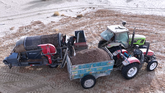 采收的油莎豆装车运输。阿布力孜 摄