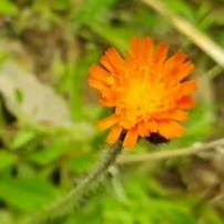 新疆发现植物新物种