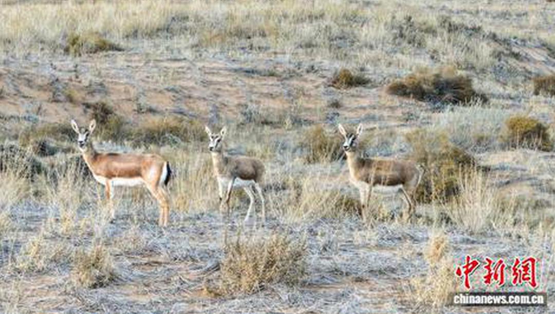 探访宁夏中卫：光伏“蓝海”锁黄龙 塞上荒漠变绿洲