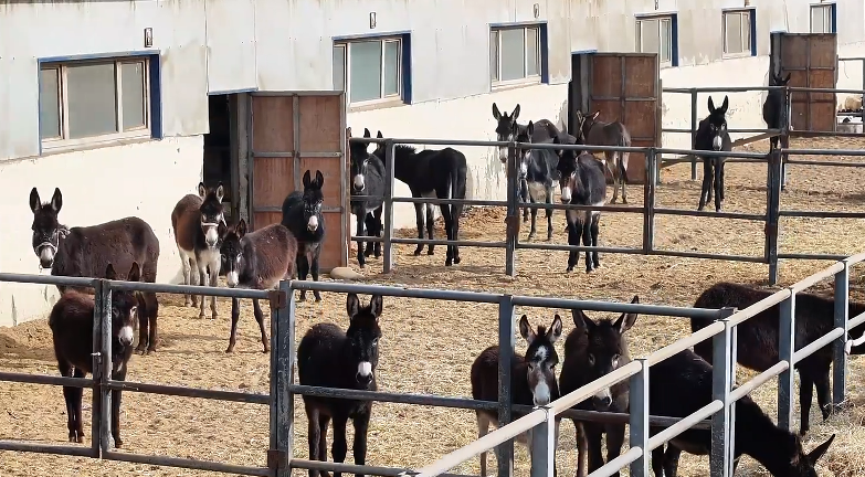新疆洛浦：小毛驴养殖有“钱”途