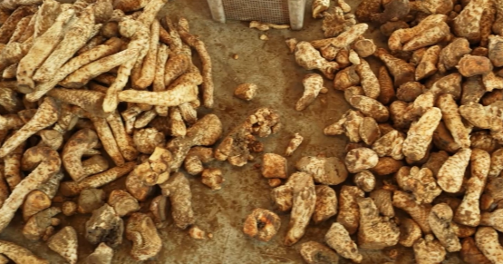 新疆洛浦：肉苁蓉产业旺 助村民从容就业