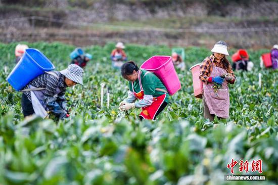 资料图:贵州省毕节市赫章县松林坡乡蔬菜种植基地,村民正在采收红菜苔。罗大富 摄 资料图:贵州省毕节市赫章县松林坡乡蔬菜种植基地,村民正在采收红菜苔。罗大富 摄