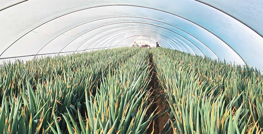 新疆洛浦：大葱丰收 设施农业为特色种植铺路