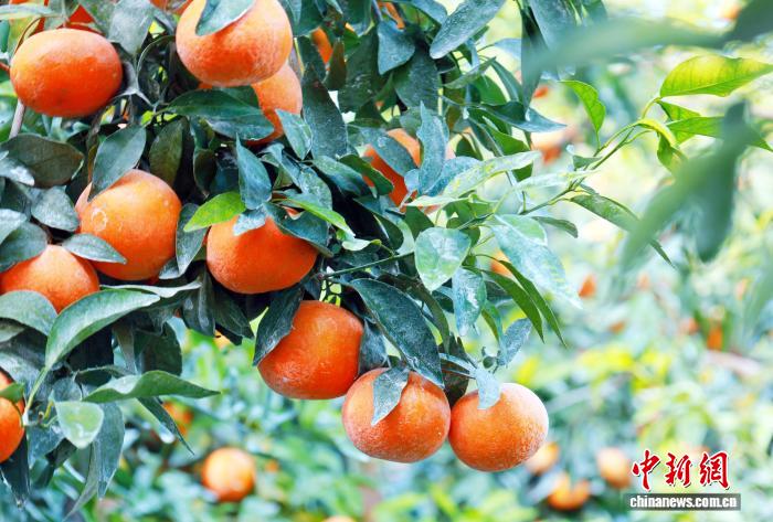 南宁柑橘俏枝头 铺就乡村振兴路