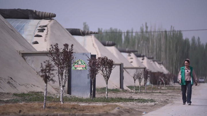 我在“蔬樂”種西瓜