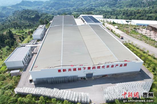 图为晴隆县惠黔共建林下菌药现代农业产业园。李和江 摄