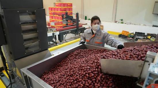 员工正在分拣红枣。阿卜杜拉·热杰普 摄