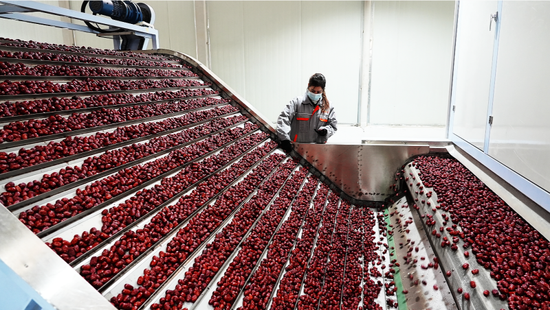 员工正在检查红枣的烘干品质。阿卜杜拉·热杰普 摄