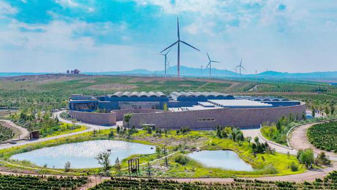 從塞上江南飄香全國！青銅峽解鎖葡萄酒發(fā)展新密碼