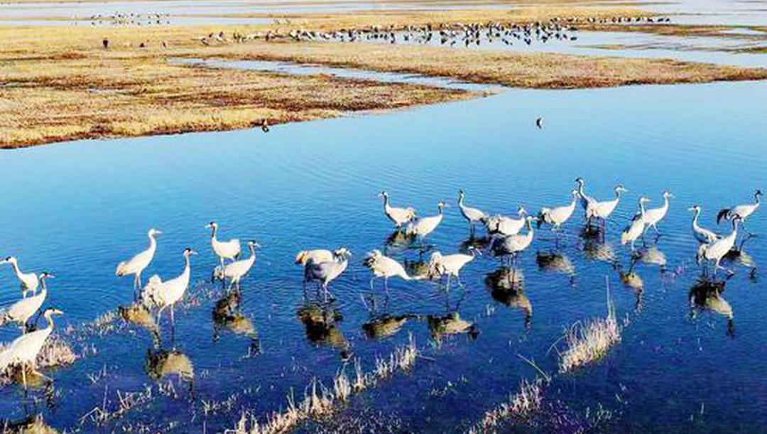 寧夏石嘴山：十年守候，終見鶴來！他在取景框里見證家鄉重生
