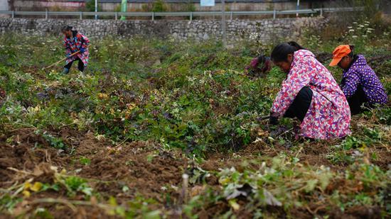 村民正在采挖前胡。邹小朋 摄