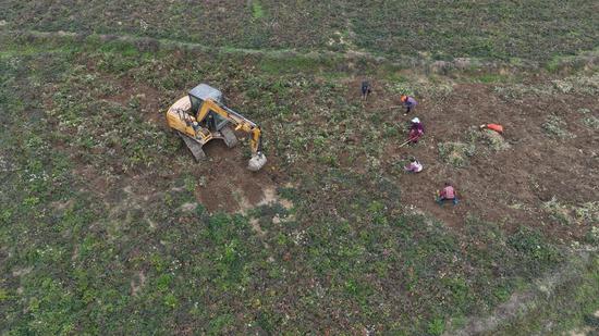 前胡种植基地。万再祥 摄