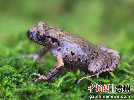 习水掌突蟾物种照