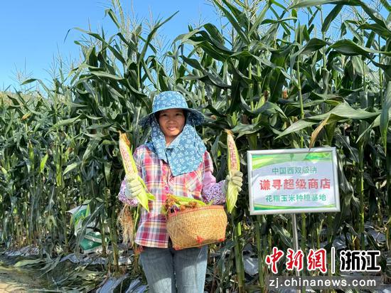 谦寻超级商店花糯玉米种植基地。 谦寻 供图 谦寻超级商店花糯玉米种植基地。 谦寻 供图