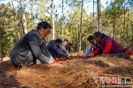 12月19日，在威宁自治县哲觉镇公平村林下天麻种植基地，务工群众在采收天麻。卯升林 摄