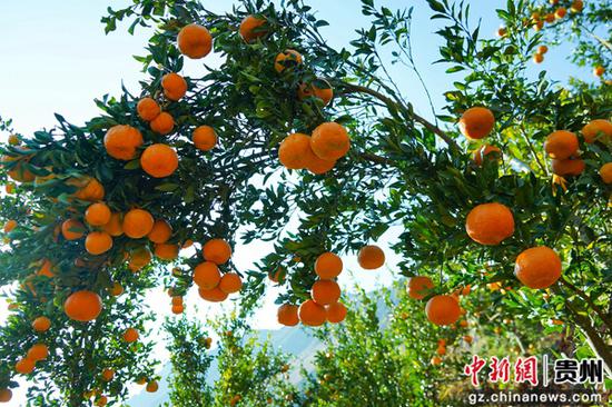 12月18日，在威宁自治县海坪村橘子种植基地，金黄的橘子缀满枝头，压弯了树枝。卯升林 摄