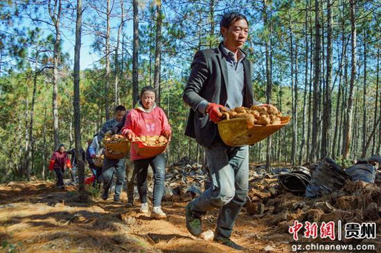 12月19日，在威宁自治县哲觉镇公平村林下天麻种植基地，务工群众在转运刚采收的天麻。赵庆能  摄