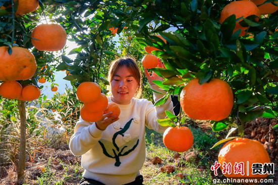 12月18日，在威宁自治县海坪村橘子种植基地，游客在采摘橘子。赵庆能  摄