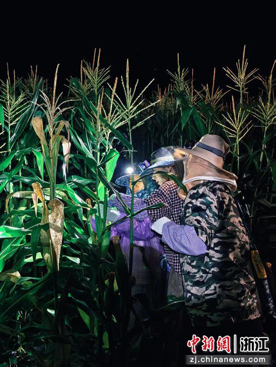 董海锋与妻子在采摘玉米。 谦寻 供图 董海锋与妻子在采摘玉米。 谦寻 供图