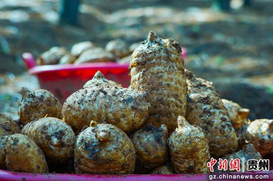 12月19日，在威宁自治县哲觉镇大桥村林下天麻种植基地，刚采收的天麻个头饱满。卯升林  摄