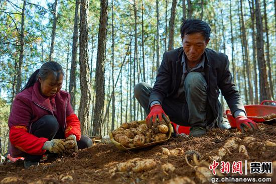 12月19日，在威宁自治县哲觉镇公平村林下天麻种植基地，务工群众在采收天麻。卯升林 摄