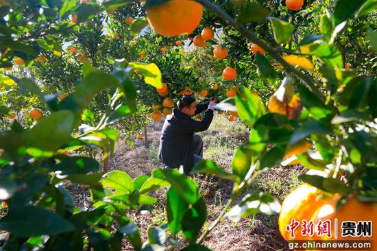 12月18日，在威宁自治县海坪村橘子种植基地，游客在采摘橘子。卯升林 摄