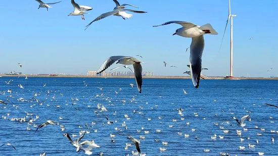 图为海鸥群于天津东疆展翅翱翔。（天津东疆文化和旅游局供图）