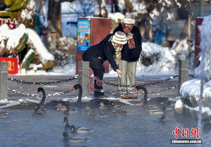 乌鲁木齐：公园里过冬候鸟吸引市民观赏