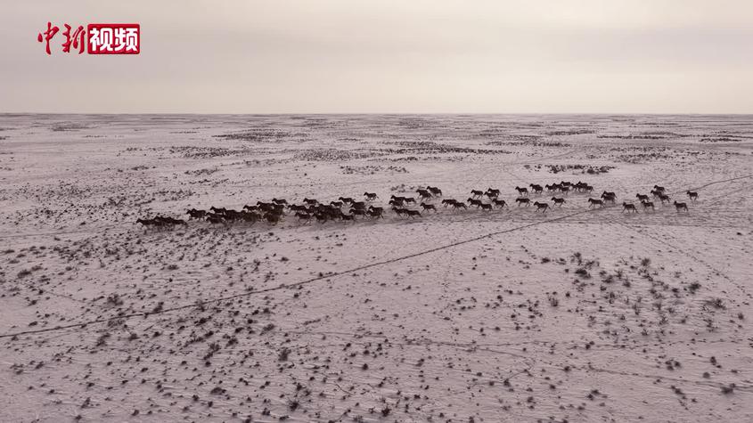 新疆福海县：戈壁大漠数百头蒙古野驴奔跑