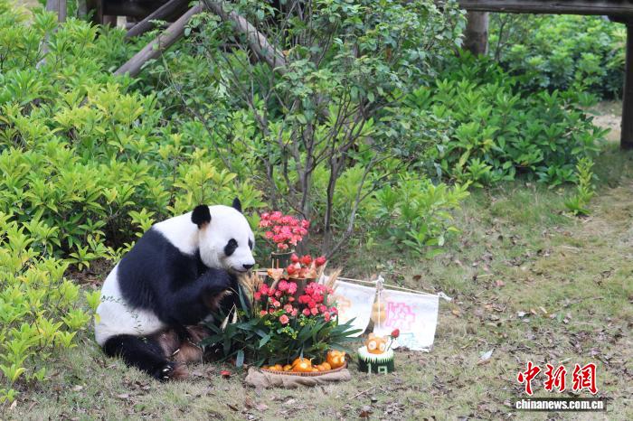 中日“粉丝”齐聚广西为旅日归国大熊猫“明浜”庆生