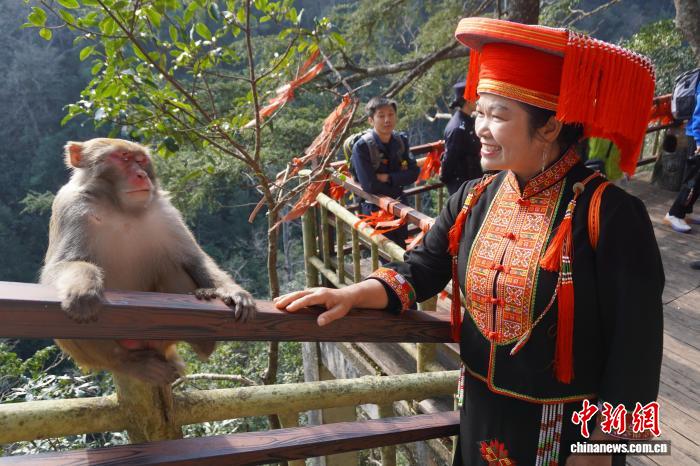 广西金秀大瑶山猕猴成群“秀”生态