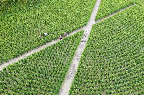 剑河稻鱼综合种养暨生态养殖产业现场。杨家孟 摄