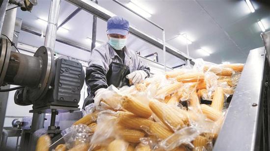 十师一八三团新疆龙疆金谷农产科技融合发展有限公司生产车间里，工人在生产线上分拣鲜食玉米（资料图片）。该公司是黑龙江省重点产业援疆项目，引进了先进的玉米种植技术和标准化管理模式，初步形成集鲜食玉米种植、加工、销售于一体的现代化产业链。今年，该公司预计实现产值3000多万元，吸纳就业超过200人。兵团日报全媒体记者 陈洋 摄