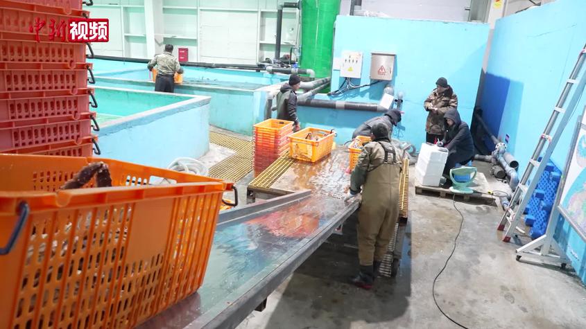 新疆吉木乃口岸进口活体帝王蟹贸易额突破1亿元